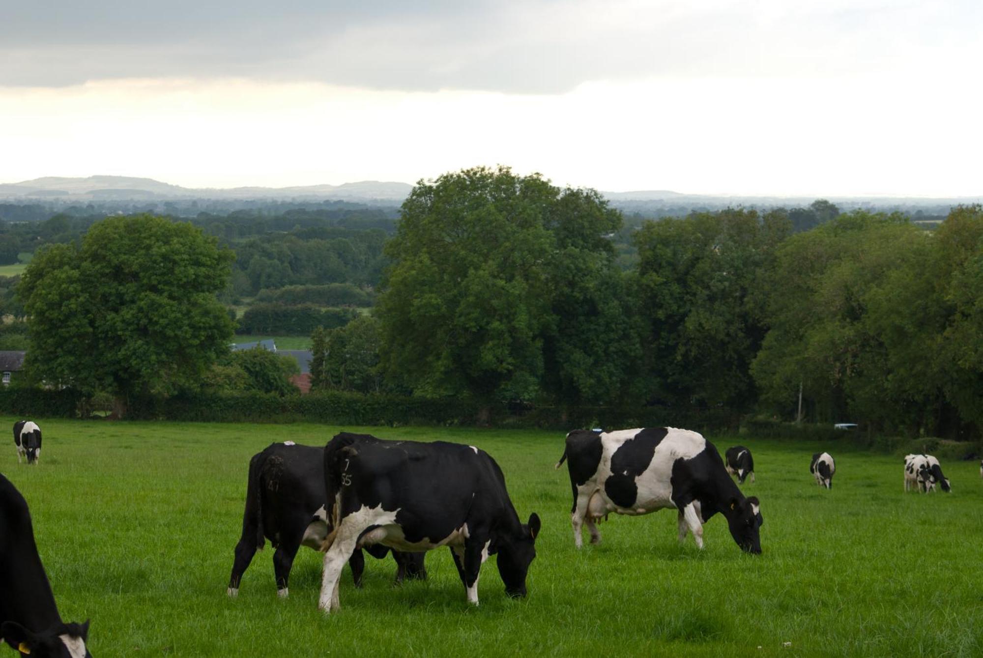 Ballindrum Farm B&B Athy Ngoại thất bức ảnh