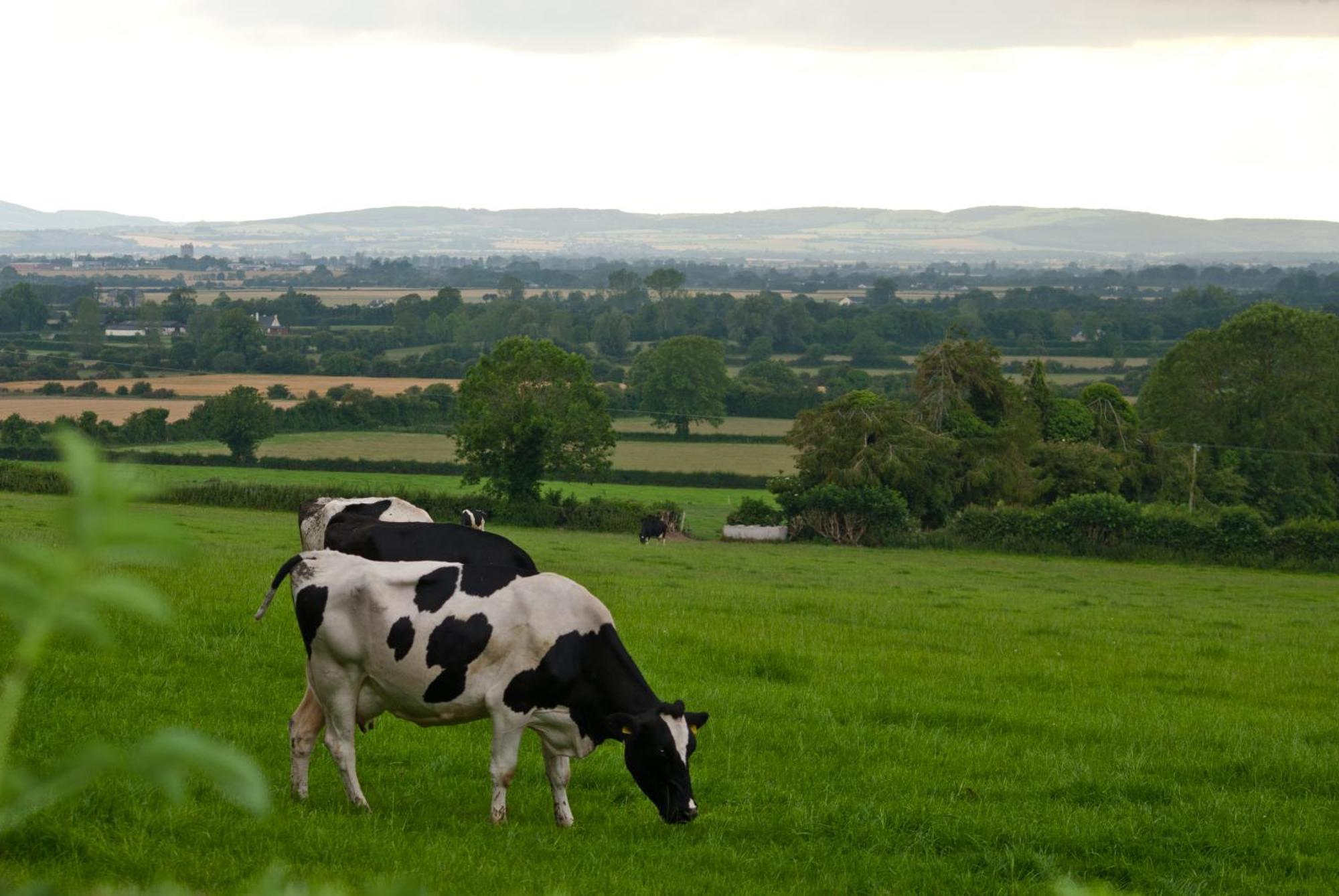 Ballindrum Farm B&B Athy Ngoại thất bức ảnh